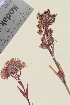  ( - TROM_V_960119_sg)  @11 [ ] CreativeCommons - Attribution Non-Commercial Share-Alike (2015) Unspecified Tromso University Museum