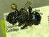  (Osmia aff_grindeliae - YOSE189823)  @13 [ ] Unspecified (default): All Rights Reserved  Unspecified Unspecified