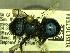  (Osmia atrocyanea - YOSE167584)  @14 [ ] Unspecified (default): All Rights Reserved  Unspecified Unspecified