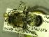  (Osmia nigrobarbata - BBSL7757888)  @13 [ ] Unspecified (default): All Rights Reserved  Unspecified Unspecified