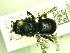  (Osmia nigropilosa - FDP100887)  @11 [ ] Unspecified (default): All Rights Reserved  Unspecified Unspecified