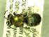  (Osmia sp2_nr_enixa - BBSL7757898)  @13 [ ] Unspecified (default): All Rights Reserved  Unspecified Unspecified