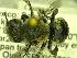  (Osmia n_sp_aff_watsoni - SBV057702)  @11 [ ] Unspecified (default): All Rights Reserved  Unspecified Unspecified
