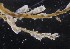  ( - NOAH0457)  @11 [ ] by-nc-sa (2025) Joan J. Soto-Angel University Museum of Bergen, Natural History Collections