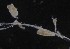  ( - NOAH0462)  @11 [ ] by-nc-sa (2025) Joan J. Soto-Angel University Museum of Bergen, Natural History Collections