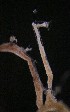  ( - NOAH0470)  @11 [ ] by-nc-sa (2025) Joan J. Soto-Angel University Museum of Bergen, Natural History Collections