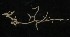  ( - NOAH0483)  @11 [ ] by-nc-sa (2025) Joan J. Soto-Angel University Museum of Bergen, Natural History Collections