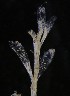  ( - NOAH0776)  @11 [ ] by-nc-sa (2025) Joan J. Soto-Angel University Museum of Bergen, Natural History Collections