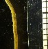  ( - NOAH0929)  @11 [ ] by-nc-sa (2025) Joan J. Soto-Angel University Museum of Bergen, Natural History Collections