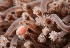  (Hydractiniidae - NOAH1154)  @11 [ ] by-nc-sa (2025) Joan J. Soto-Angel University Museum of Bergen, Natural History Collections