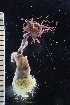  ( - NOAH1180)  @11 [ ] by-nc-sa (2025) Joan J. Soto-Angel University Museum of Bergen, Natural History Collections
