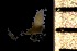  ( - NOAH1234)  @11 [ ] by-nc-sa (2025) Joan J. Soto-Angel University Museum of Bergen, Natural History Collections