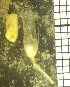  (Bonneviellidae - NOAH1237)  @11 [ ] by-nc-sa (2025) Joan J. Soto-Angel University Museum of Bergen, Natural History Collections