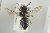  (Coelioxys lanceolata - NOAPI489)  @13 [ ] CreativeCommons - Attribution Non-Commercial Share-Alike (2014) Arnstein Staverlokk Norwegian Institute of Nature Research