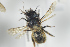  (Osmia bicornis - NOAPI262)  @14 [ ] CreativeCommons - Attribution Non-Commercial Share-Alike (2014) Arnstein Staverlokk Norwegian Institute of Nature Research