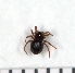  (Ceratinella brevis - NHMO_ARA00105)  @14 [ ] Unspecified (default): All Rights Reserved  Unspecified Unspecified