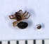  (Ceratinella scabrosa - NHMO_ARA00012)  @12 [ ] Unspecified (default): All Rights Reserved  Unspecified Unspecified