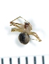  ( - NHMO_ARA00208)  @12 [ ] Unspecified (default): All Rights Reserved  Unspecified Unspecified