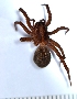  ( - NHMO_ARA00034)  @13 [ ] Unspecified (default): All Rights Reserved  Unspecified Unspecified