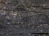  (Lophiostoma macrostomoides - TROM-F15824)  @11 [ ] CreativeCommons - Attribution Non-Commercial Share-Alike (2015) Unspecified Tromso University Museum