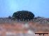  (Trimmatostroma - TROM-F15826)  @11 [ ] CreativeCommons - Attribution Non-Commercial Share-Alike (2015) Unspecified Tromso University Museum