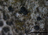 ( - TROM-F15829)  @11 [ ] CreativeCommons - Attribution Non-Commercial Share-Alike (2015) Unspecified Tromso University Museum