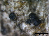  ( - TROM-F15829)  @11 [ ] CreativeCommons - Attribution Non-Commercial Share-Alike (2015) Unspecified Tromso University Museum