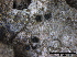  (Mytilinidion - TROM-F15834)  @11 [ ] CreativeCommons - Attribution Non-Commercial Share-Alike (2015) Unspecified Tromso University Museum