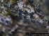  ( - TROM-F15836)  @11 [ ] CreativeCommons - Attribution Non-Commercial Share-Alike (2015) Unspecified Tromso University Museum