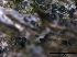  ( - TROM-F15836)  @11 [ ] CreativeCommons - Attribution Non-Commercial Share-Alike (2015) Unspecified Tromso University Museum
