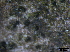  ( - TROM-F15845)  @11 [ ] CreativeCommons - Attribution Non-Commercial Share-Alike (2015) Unspecified Tromso University Museum