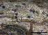  ( - TROM-F15849)  @11 [ ] CreativeCommons - Attribution Non-Commercial Share-Alike (2015) Unspecified Tromso University Museum