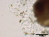  ( - TROM-F15862)  @11 [ ] CreativeCommons - Attribution Non-Commercial Share-Alike (2015) Unspecified Tromso University Museum