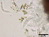  ( - TROM-F15862)  @11 [ ] CreativeCommons - Attribution Non-Commercial Share-Alike (2015) Unspecified Tromso University Museum