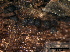  (Lophiostoma caulium - TROM-F15865)  @11 [ ] CreativeCommons - Attribution Non-Commercial Share-Alike (2015) Unspecified Tromso University Museum