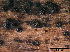  ( - TROM-F15870)  @11 [ ] CreativeCommons - Attribution Non-Commercial Share-Alike (2015) Unspecified Tromso University Museum
