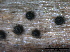  (Leptosphaeriaceae - TROM-F15873)  @11 [ ] CreativeCommons - Attribution Non-Commercial Share-Alike (2015) Unspecified Tromso University Museum