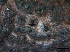  ( - TROM-F15880)  @11 [ ] CreativeCommons - Attribution Non-Commercial Share-Alike (2015) Unspecified Tromso University Museum