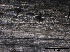  (Lophiostoma sp - TROM-F24376)  @11 [ ] CreativeCommons - Attribution Non-Commercial Share-Alike (2015) Unspecified Tromso University Museum