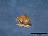  (Dacrymyces microsporus - TROM-F26039)  @11 [ ] CreativeCommons - Attribution Non-Commercial Share-Alike (2015) Unspecified Tromso University Museum