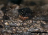  ( - TROM-F42262)  @11 [ ] CreativeCommons - Attribution Non-Commercial Share-Alike (2015) Unspecified Tromso University Museum