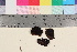  (Biscogniauxia repanda - TROM-F-16283)  @11 [ ] CreativeCommons - Attribution Non-Commercial Share-Alike (2017) Unspecified Tromsø University Museum