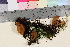 ( - TROM_F_17080)  @11 [ ] CreativeCommons - Attribution Non-Commercial Share-Alike (2016) Unspecified Tromsø University Museum