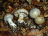  ( - O-F-76306)  @11 [ ] CreativeCommons - Attribution Share-Alike (2021) Inger-Lise Fonneland University of Oslo, Natural History Museum