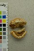  (Pholiota heteroclita - O-F-58432)  @11 [ ] by-nc-sa (2025) Unspecified University of Oslo, Natural History Museum