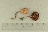  ( - O-F-61002)  @11 [ ] by-nc-sa (2021) Unspecified University of Oslo, Natural History Museum