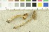  ( - O-F-61779)  @11 [ ] CreativeCommons - Attribution Non-Commercial Share-Alike (2017) Unspecified University of Oslo, Natural History Museum
