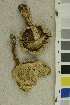 ( - O-F-63833)  @11 [ ] CreativeCommons - Attribution Non-Commercial Share-Alike (2019) Unspecified University of Oslo, Natural History Museum