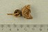  ( - O-F-63954)  @11 [ ] by-nc-sa (2021) Unspecified University of Oslo, Natural History Museum