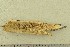  (Antrodia sitchensis - O-F-64529)  @11 [ ] by-nc-sa (2020) Unspecified University of Oslo, Natural History Museum